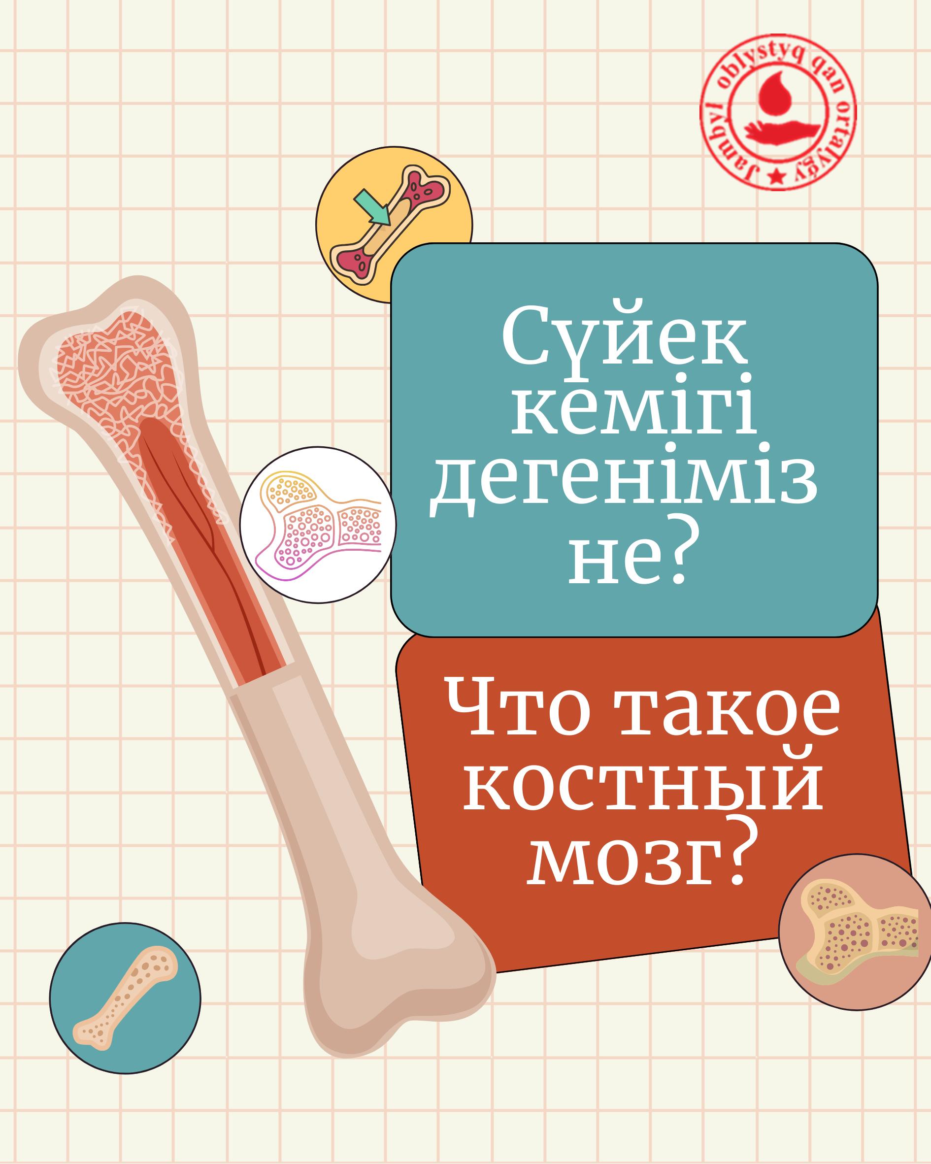 Костный мозг