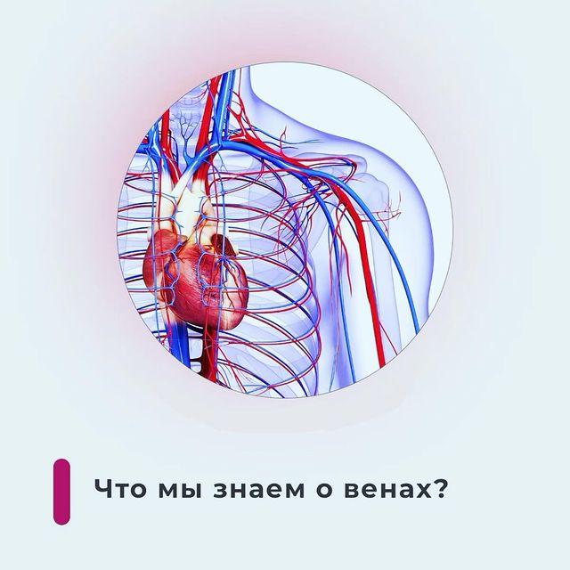 Что мы знаем о венах!?